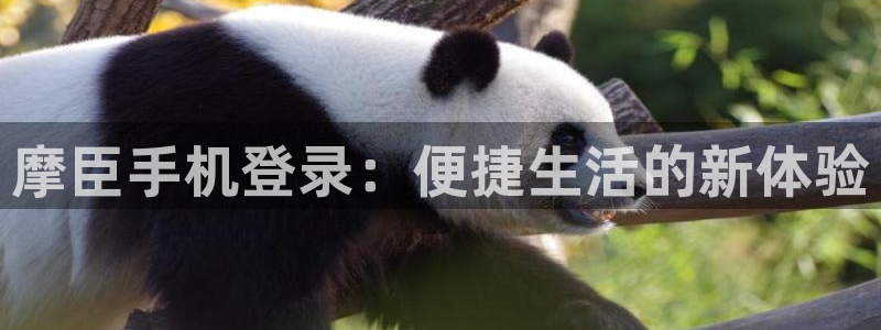 先锋娱乐app入口：摩臣手机登录：便捷生活的新体验