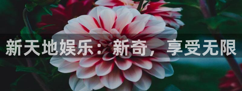 壹号平台app下载安装：新天地娱乐：新奇，享受无限
